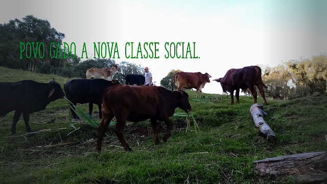 O povo gado a classe social de direita, clama o bozo17 de mito, outros fanáticos de messias, mas em contrapartida, esse governo que odeia a população, as ridiculariza essa multidão sem rumo, sem esperança de dias melhores, mas cheia de ódio em seus corações contra a esquerda. A foto mostra o gado em pasto verde. Povo gado a nova classe social de direita do Brasil.