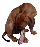 Hund umstellen auf BARF