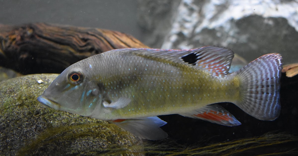 ZOOTOGRAFIANDO (6.100 ANIMALS) RETROCULO DE XINGU / XINGU CICHLID