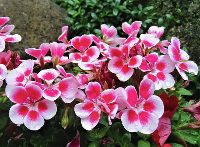 15 Rekomendasi Tanaman Hias Gantung Terbaik Untuk Mempercantik Rumah