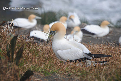 Alcatraz australiano (Morus serrator)