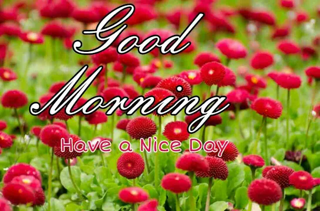 Good Morning flowers Image hd download and share with your friends and family members on facebook and whatsapp for wish very good morning