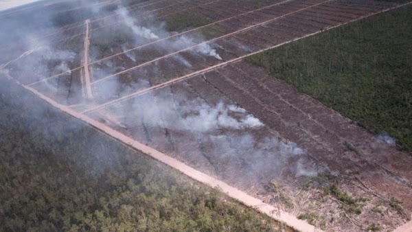 Hutan Papua Sengaja Dibakar Perusahaan Korsel untuk Lahan Sawit, Netizen: Terkutuklah Pemberi Izin!