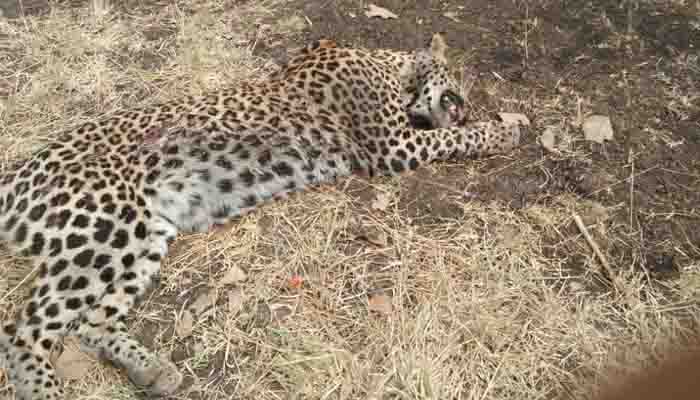 Leopards Need Tiger-Like Protection Programmes in India Increase in Tiger, Lion and Leopards population, The wildlife, The wildlife india blog,