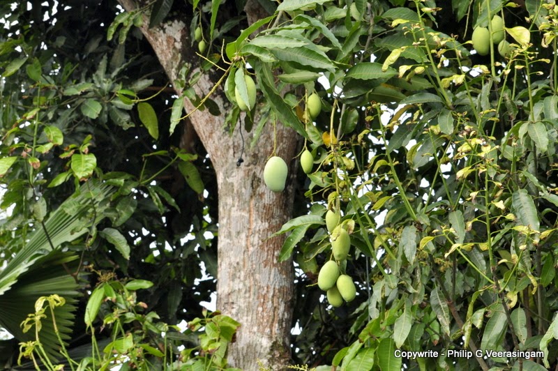 Images of Sri Lanka on Ripening mangoes, home garden