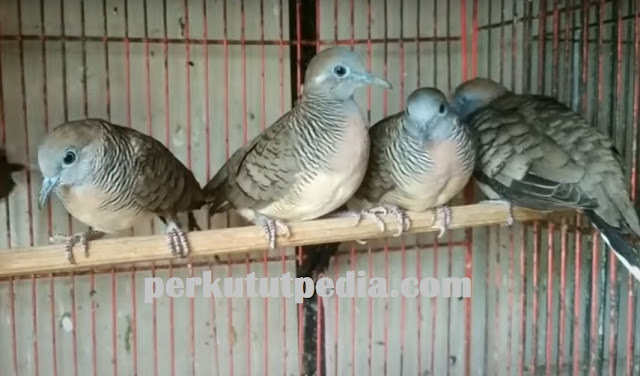 Cara Mengatasi Burung Perkutut Stres