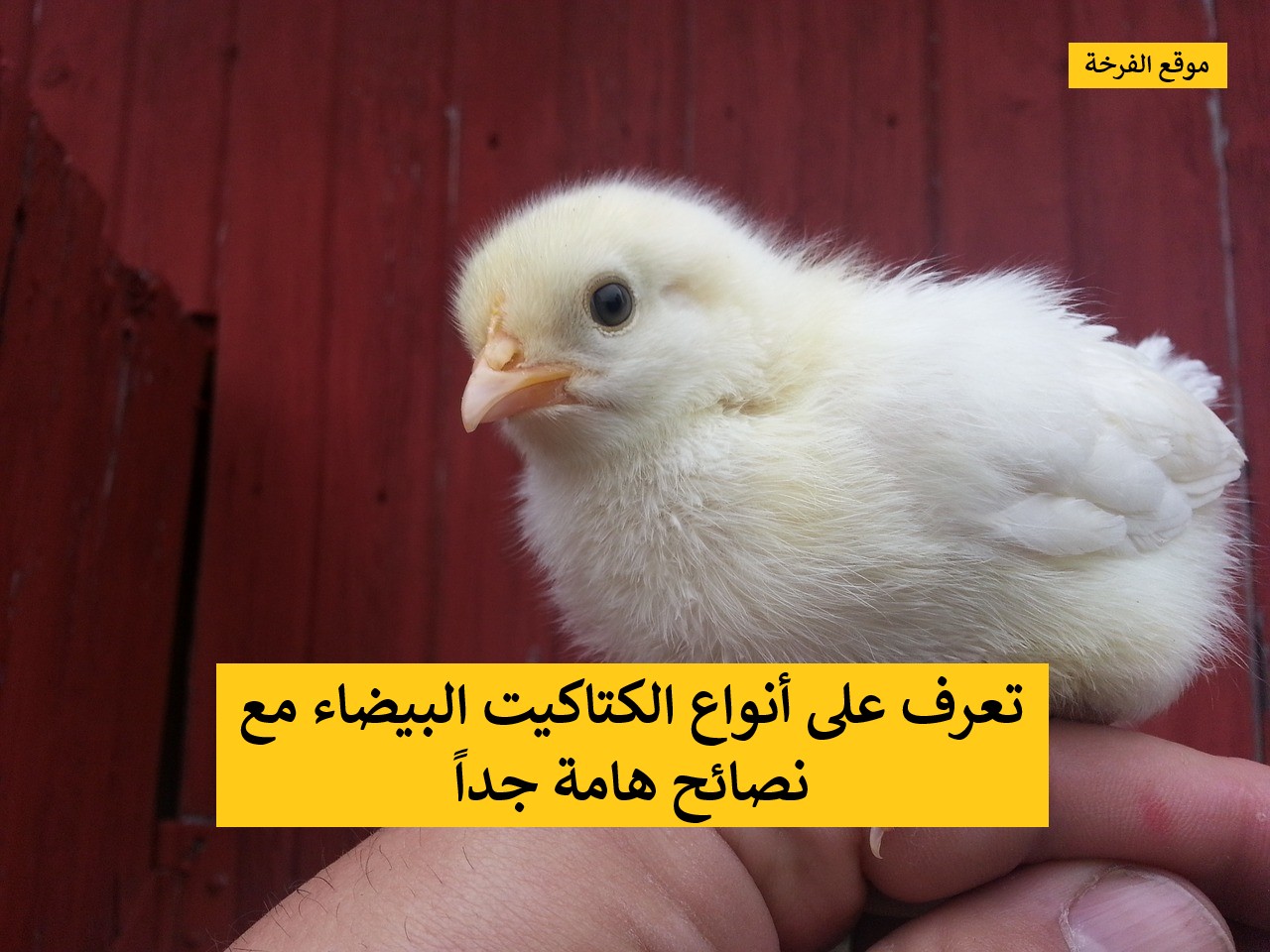 انواع الكتاكيت البيضاء ومعلومات هامة جدا