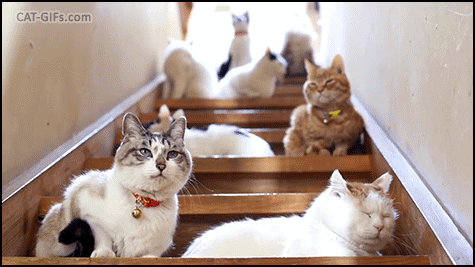 Weird Cat GIF • 8 cats on the stairs.That awkward moment when you realize you're a crazy cat lady! Weird Cat GIF • 8 cats on the stairs.That awkward moment when you realize you're a crazy cat lady!