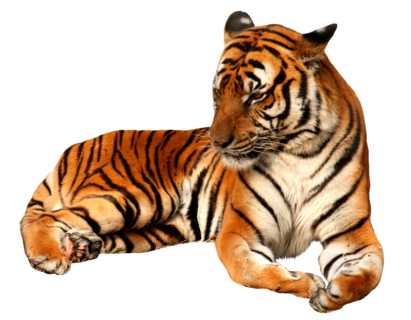 олененок на прозрачном фоне. прозрачные клипарты животные. лесные звери на белом фоне. мультяшные картинки животных. лиса на прозрачном фоне.