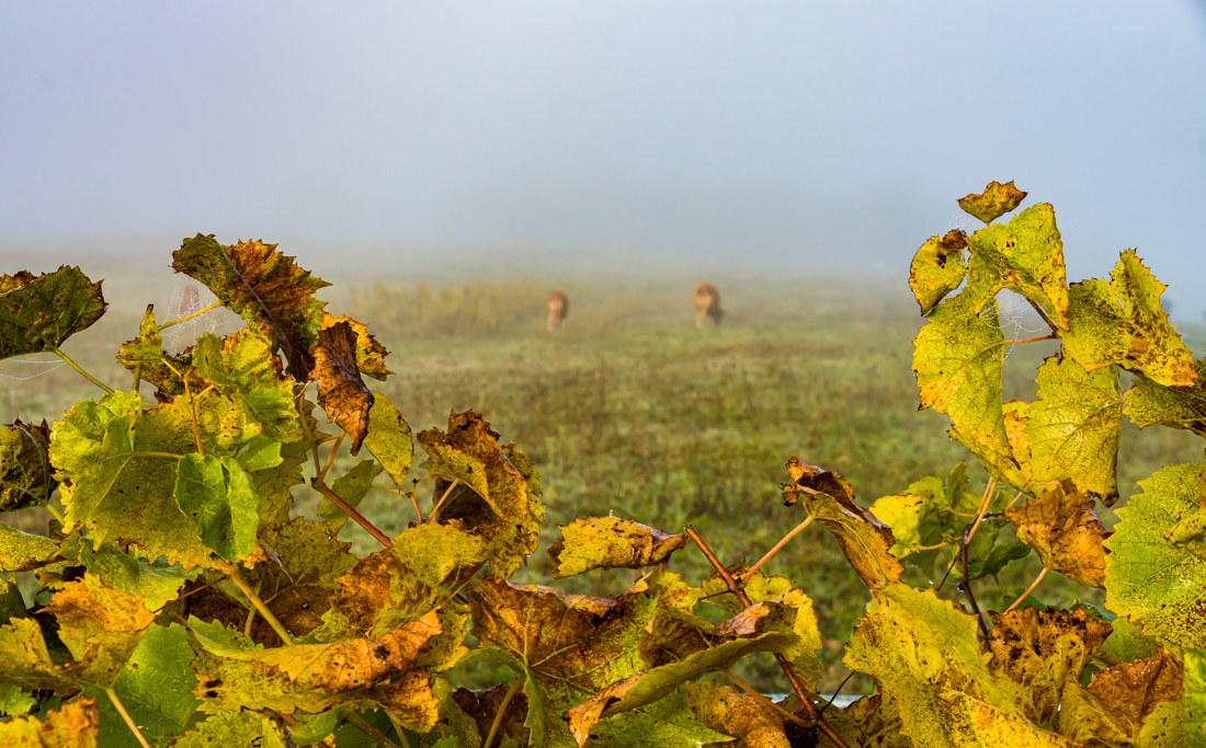 Туман в долине Туман в долине