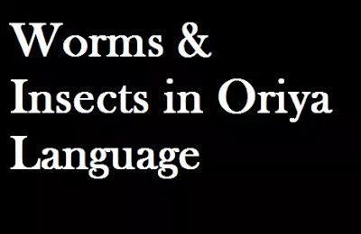 Worms & Insects Name in Oriya Language