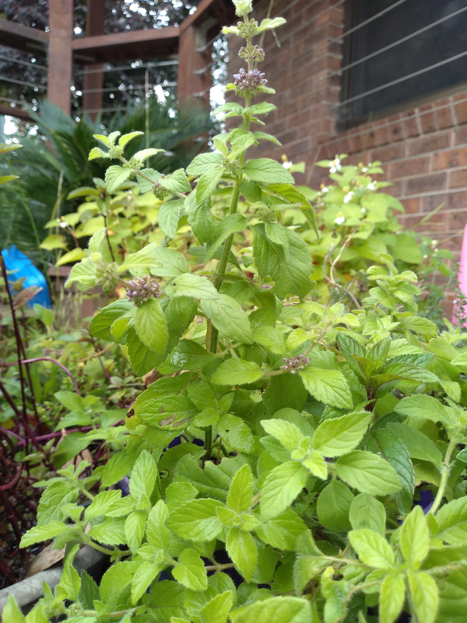 Mudflower Banana Mint Plant