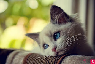 cute-cats-5