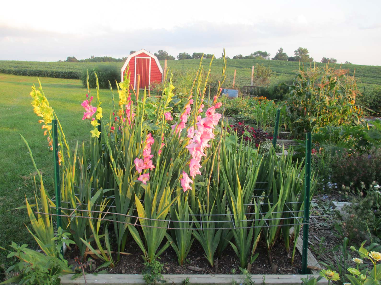 Garden Fancy