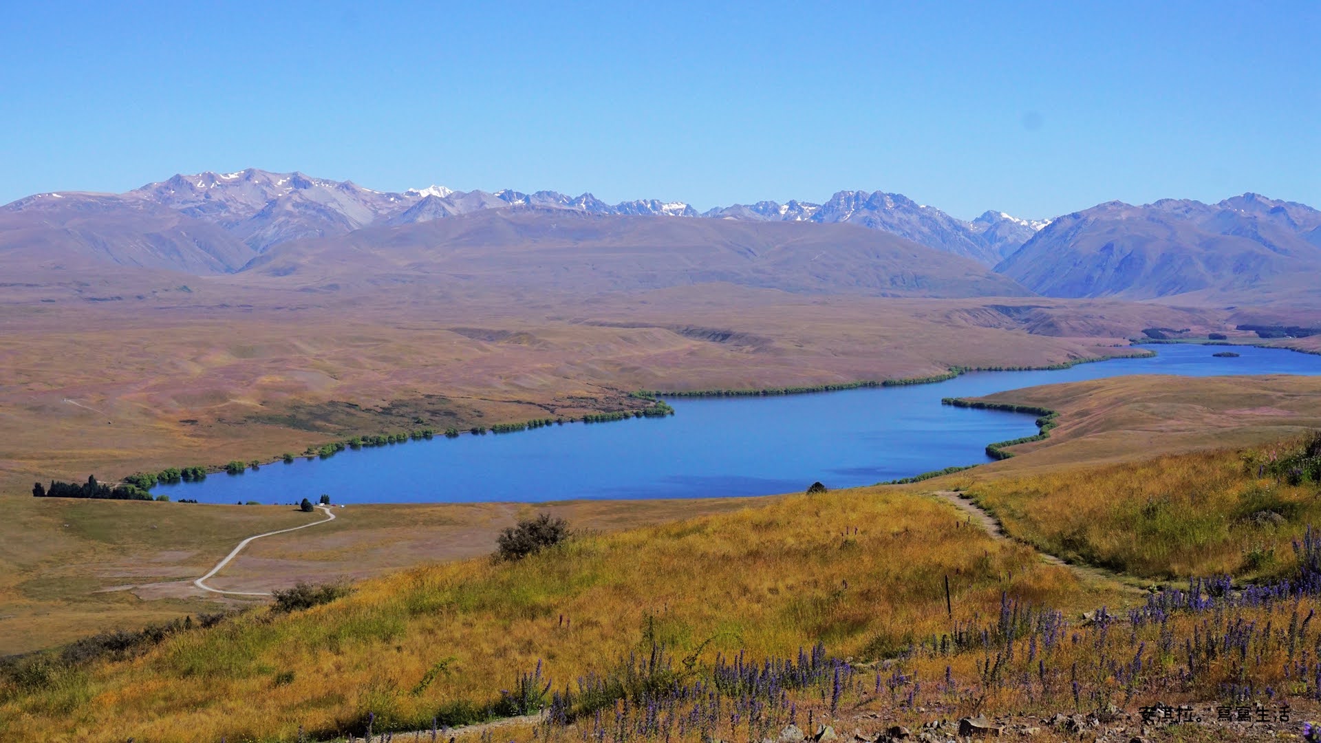 [紐西蘭] Day 11 蒂卡波湖的日與夜Lake Tekapo 不能錯過的兩大景點和觀星活動 安淇拉。寫寫生活
