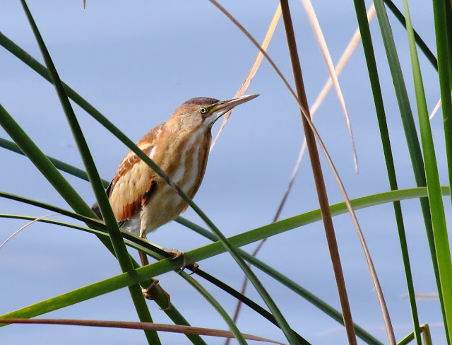 Least Bittern Least Bittern