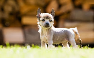 tüysüz Çin köpeği yavrusu