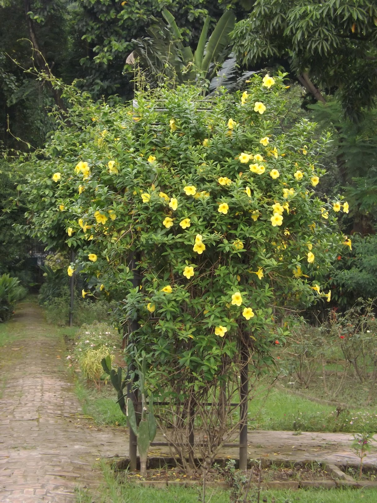 Know Our Trees