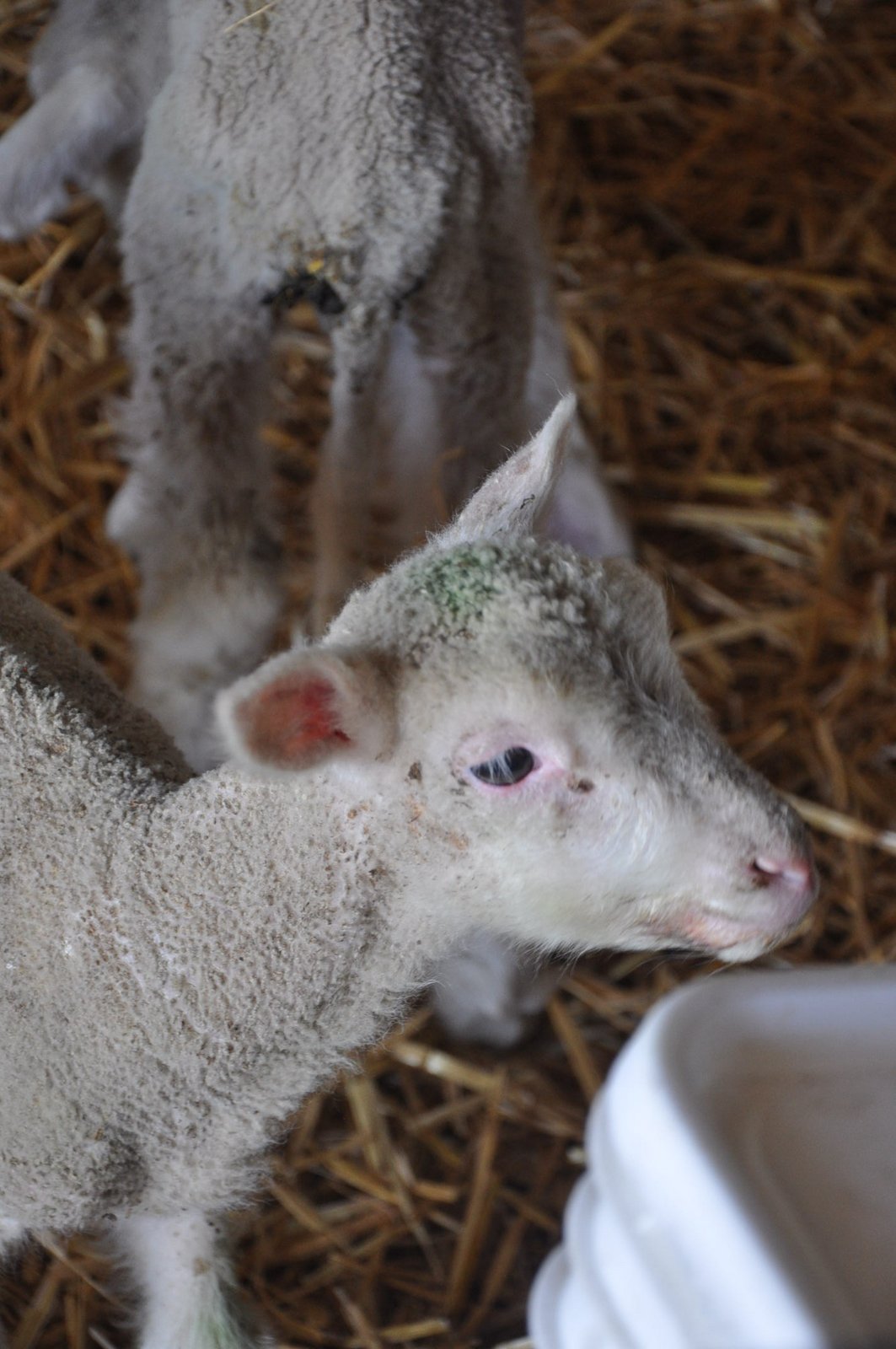 The Cunningham Family Toddlers and baby lambs