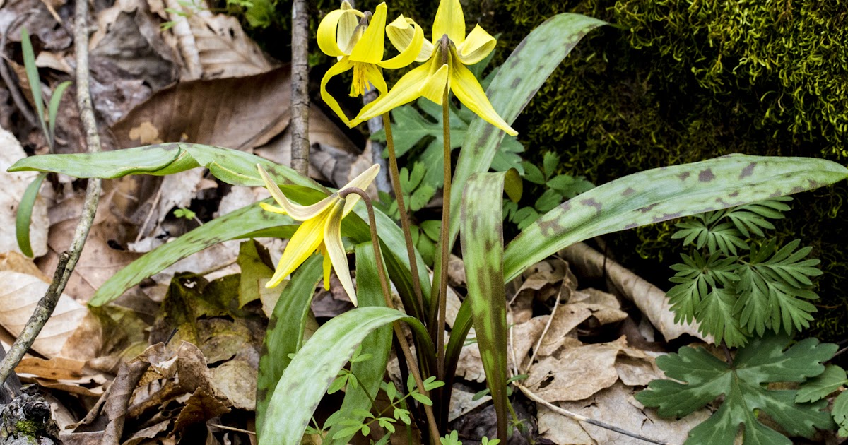 "What's Blooming Now" Yellow Trout Lily (Erythronium americanum)