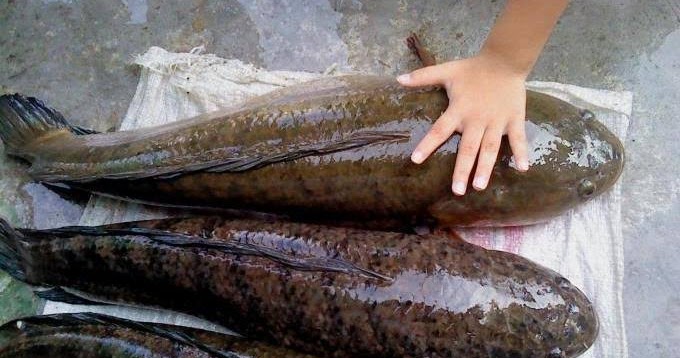 Mimpi Melihat Ikan Gabus Artinya Akan Di Intai Musuh ? - Primbon88