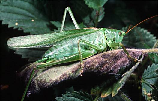 Latihan Soal Prakarya Kelas 8 Smp Mts Semester 2 Bab 3 Budidaya Satwa Harapan Ahzaa Net