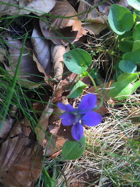 Genciana de Primavera Gentiana verna L