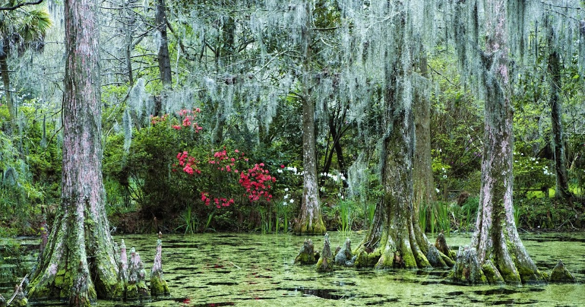 Dismantling Whiteousness A Swamp of Words