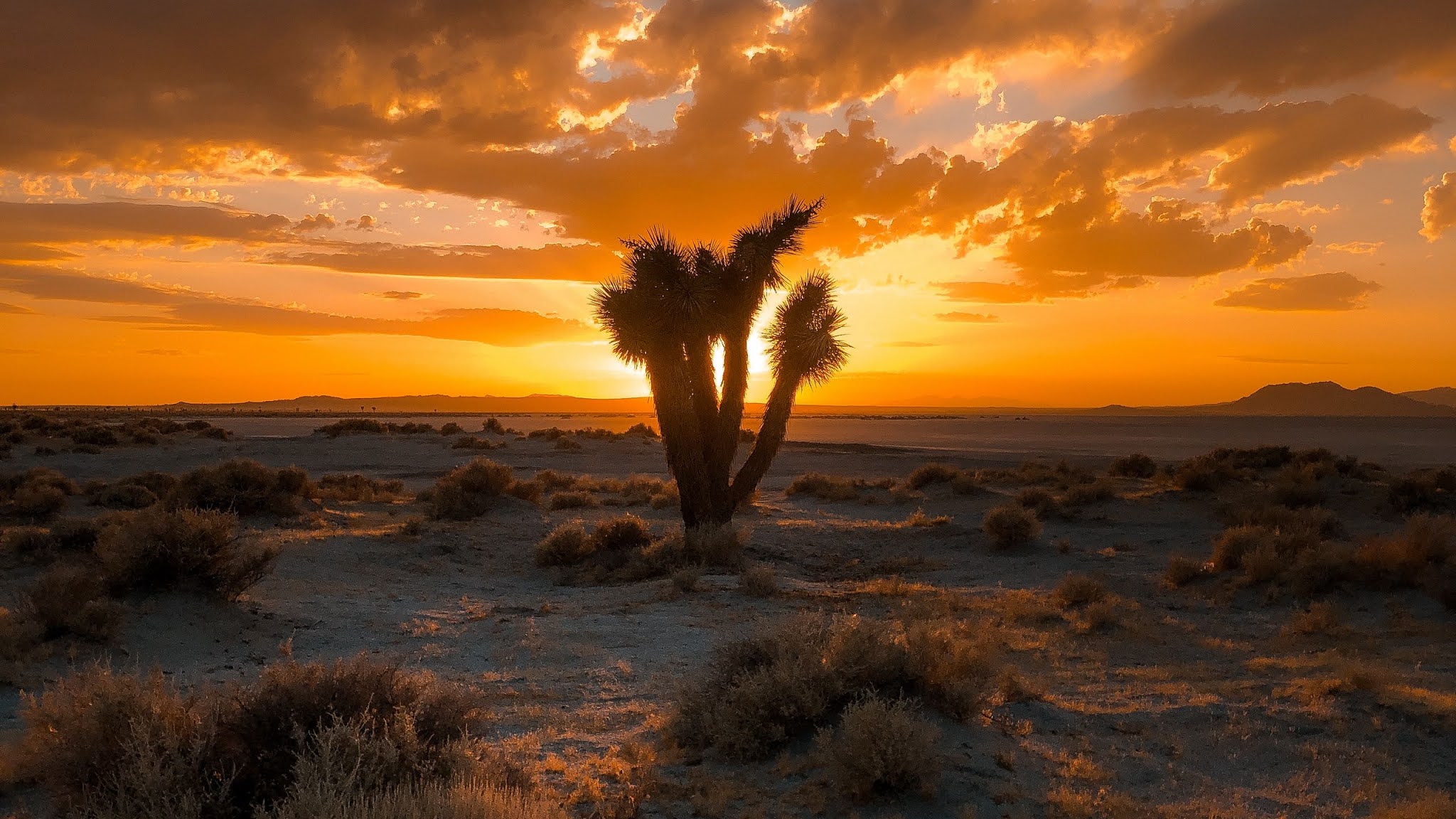 Desert Cactus Sunset Wallpaper