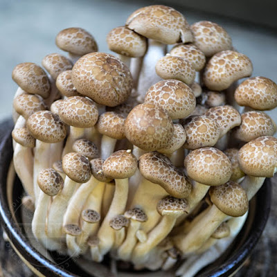 Shimeji Mushroom Recipe
