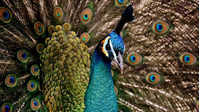 Burung Merak Yang Sombong #merak