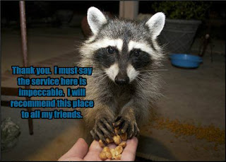 gratefull raccoon meme