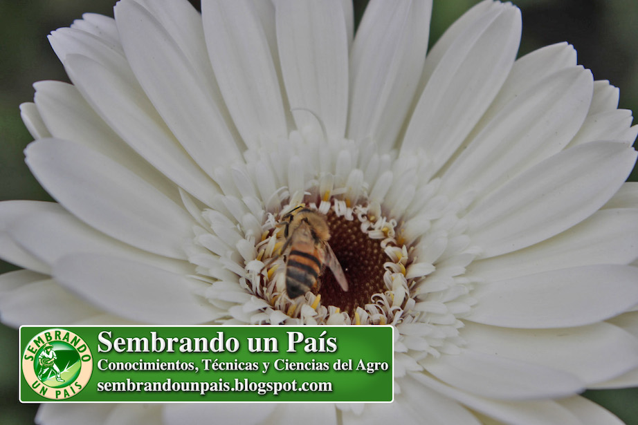 abeja en polinización