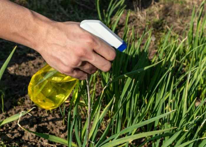 How to Use Natural Insect Repellent for Gardens Homesteading in Ohio