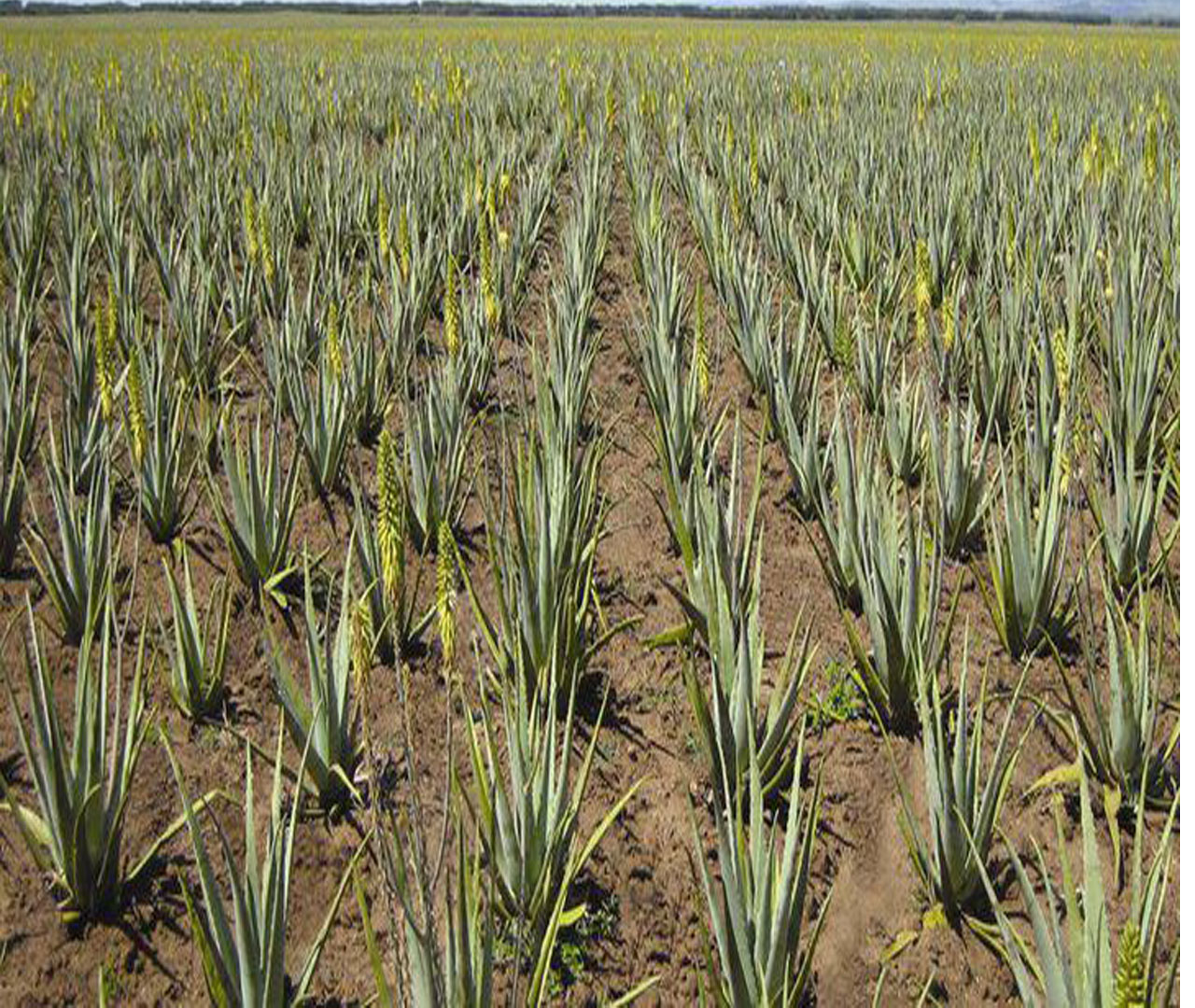 Aloe Vera, A Plant which has history Before Christian, Amazing facts