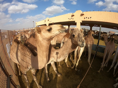 Al Ain: para ir um pouco além de Dubai e Abu Dhabi nos Emirados Árabes Al Ain: para ir um pouco além de Dubai e Abu Dhabi nos Emirados Árabes