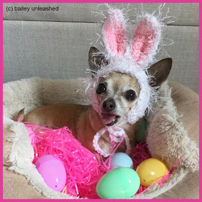 chihuahua bailey with bunny ears