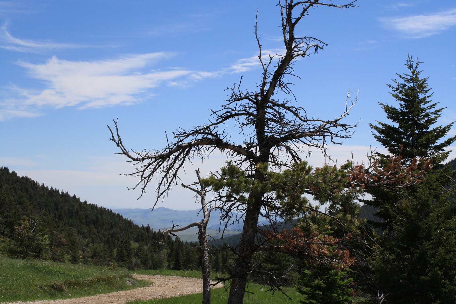 Living and Dyeing Under the Big Sky Picket Pin Road