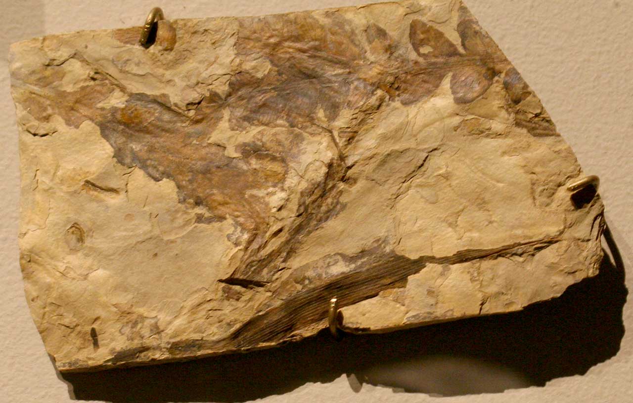 Louisville Fossils and Beyond Dicroidium Plant Fossil from South Africa