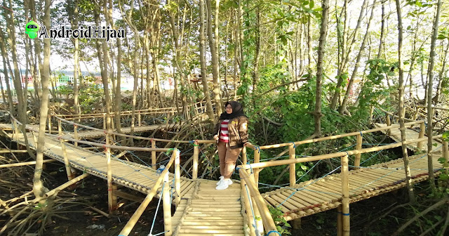 pesona hutan bakau pantai banyutowo pati jawa tengah
