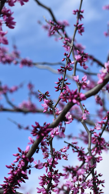 Wallpaper purple flowers, tree, branches, spring, macro