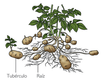 Tubérculos Bulbos y Rizomas Tipos de Tallos Subterraneos