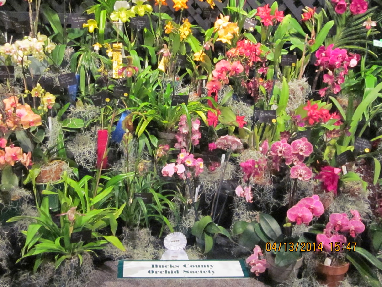 Orchids and Ikebana SEPOS Orchid Show
