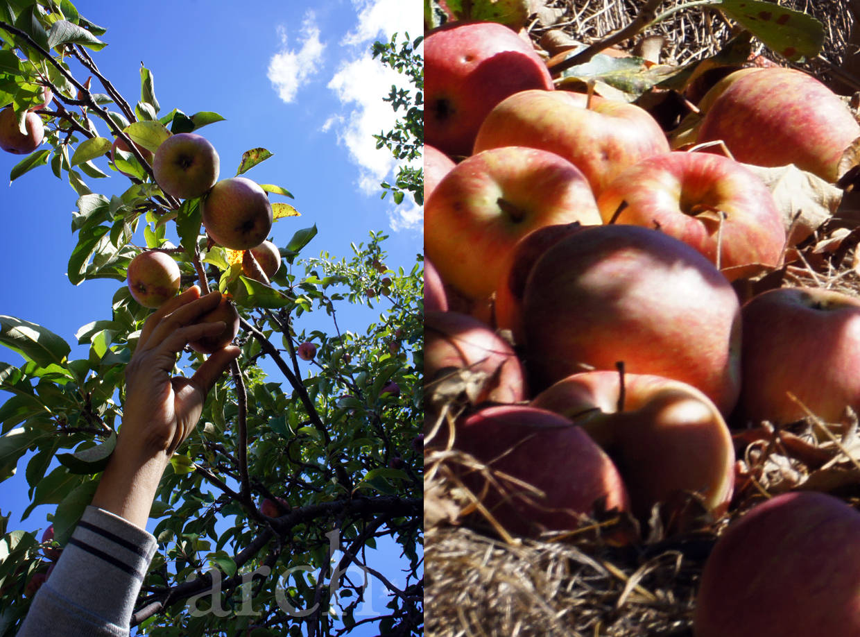 Rang The Colours of Life. Apple picking. Grape stomping.