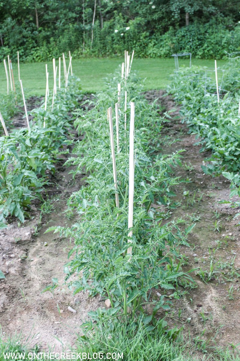 Tomato plants in the garden | On The Creek Blog