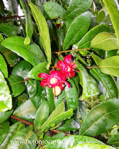 Ochna kirkii bush