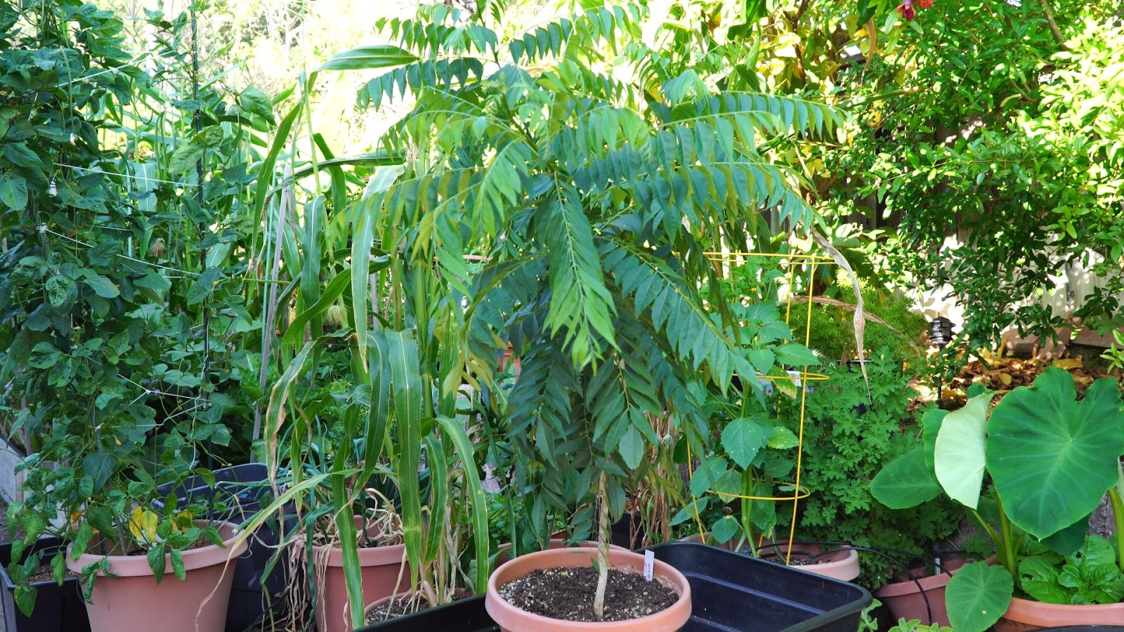 California Gardening Curry leaf plant Propagation