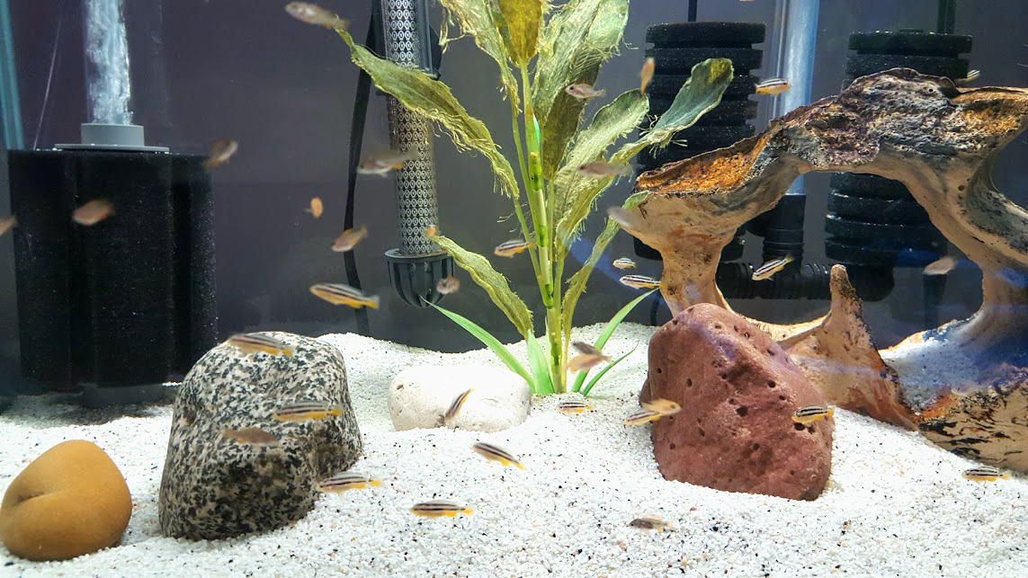 Deb's CICHLIDS: WHAT IS ICH AND HOW TO TREAT IT