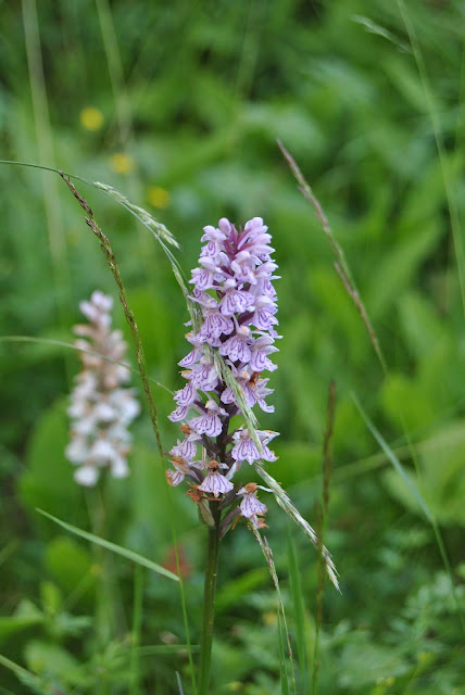 Jungfru Marie nycklar Dactylorhiza maculata