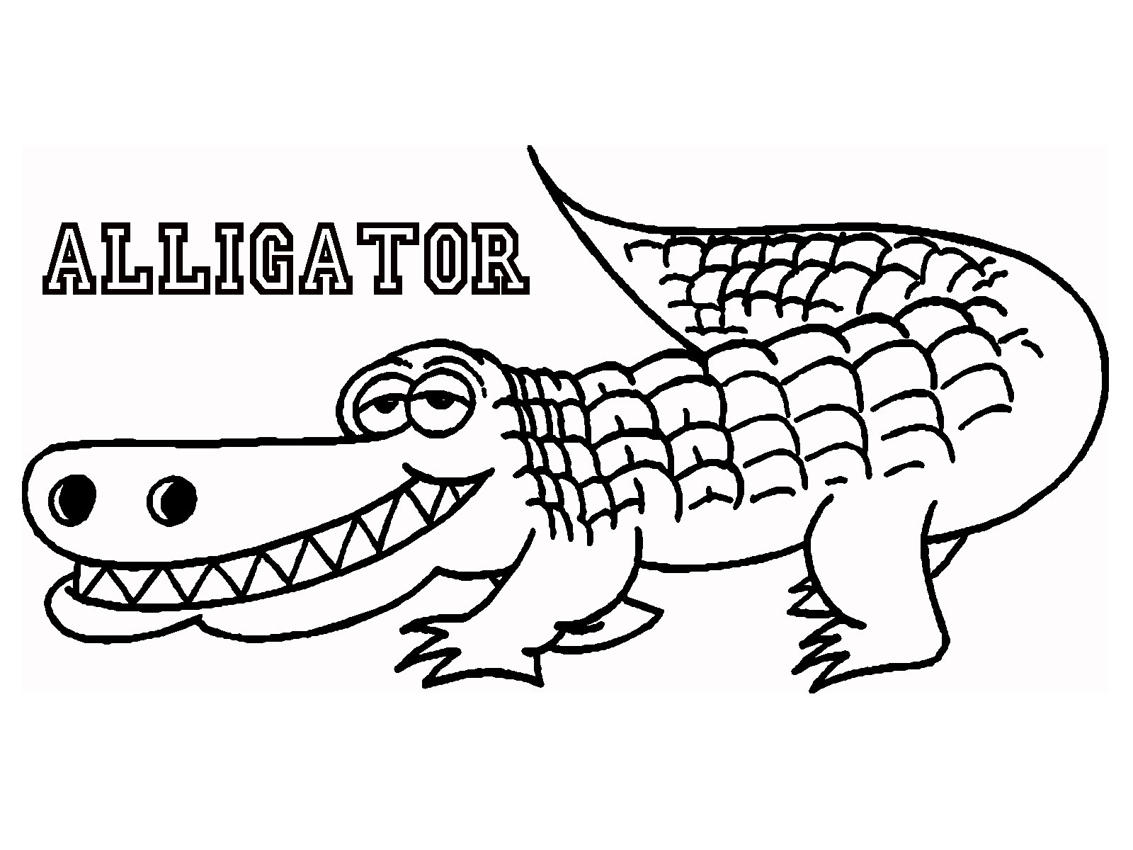 alligator-great-pictures